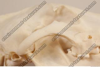 photo reference of skull 0004